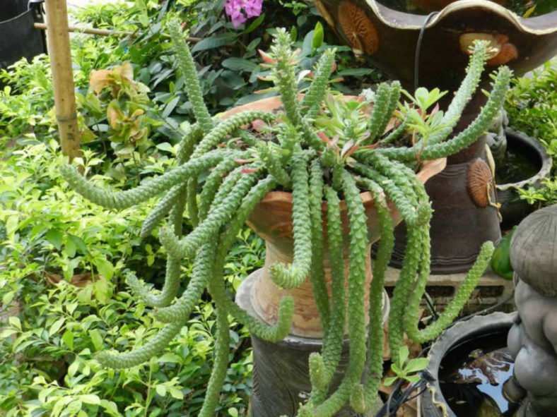 Euphorbia succulenta aka Monadenium succulentum