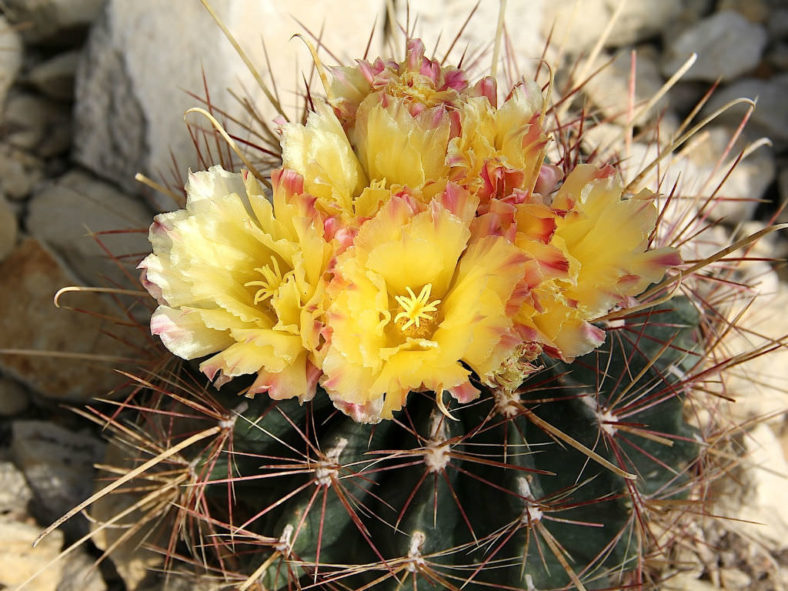 Ferocactus hamatacanthus (Mexican Fruit Cactus)