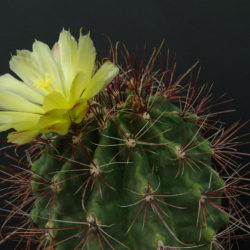 Ferocactus hamatacanthus (Mexican Fruit Cactus)