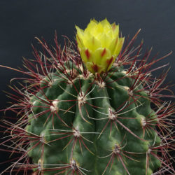 Ferocactus hamatacanthus (Mexican Fruit Cactus)