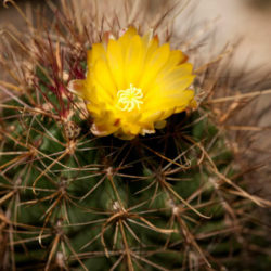 Ferocactus hamatacanthus (Mexican Fruit Cactus)