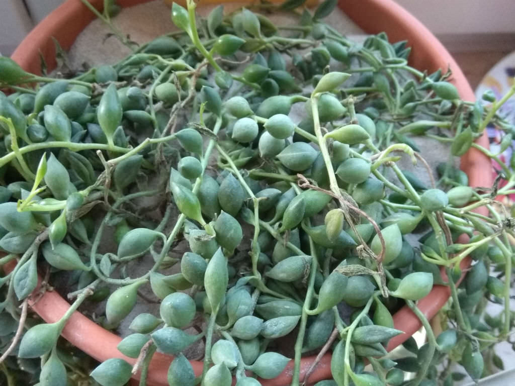 Fungus Gnats on Succulents