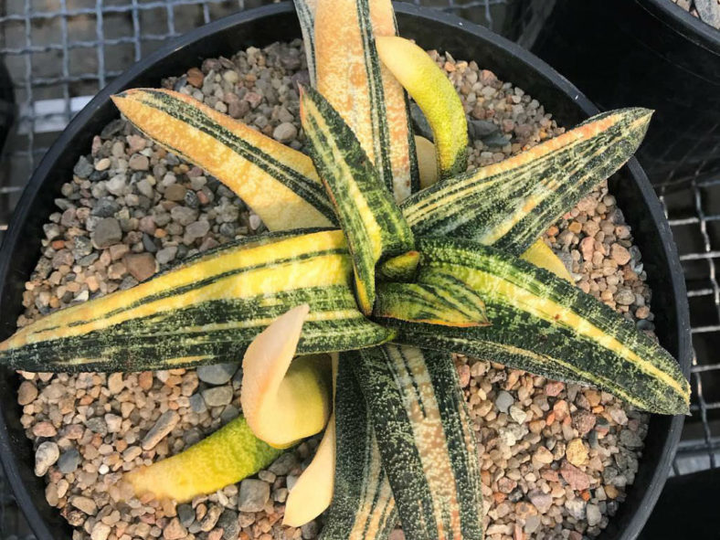 Gasteria batesiana 'Variegata'