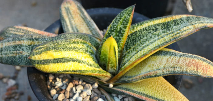 Gasteria-batesiana-f.- Gasteria-batesiana-f.-
