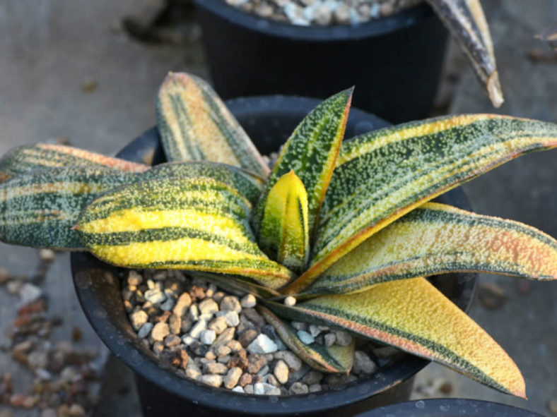 Gasteria batesiana 'Variegata'