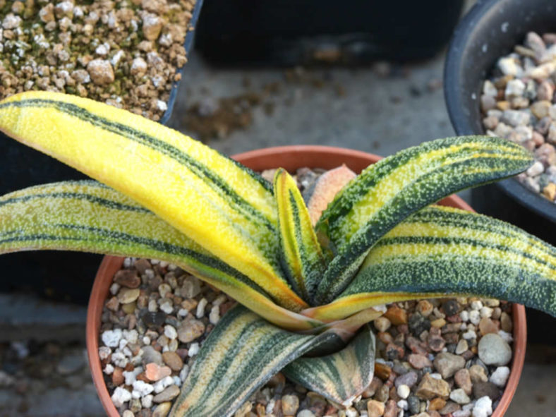 Gasteria batesiana 'Variegata'