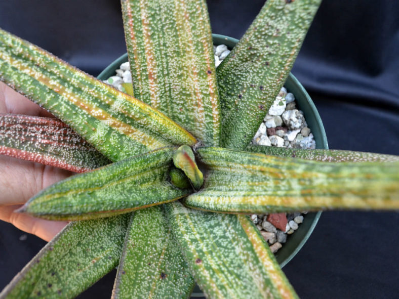 Gasteria batesiana 'Variegata'