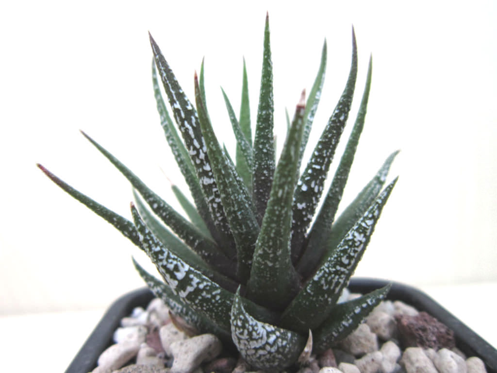 Haworthiopsis attenuata 'Crazed Glaze' aka Haworthia attenuata 'Crazed Glaze'