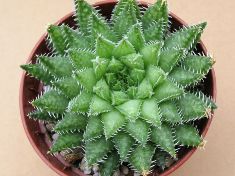 Haworthia herbacea