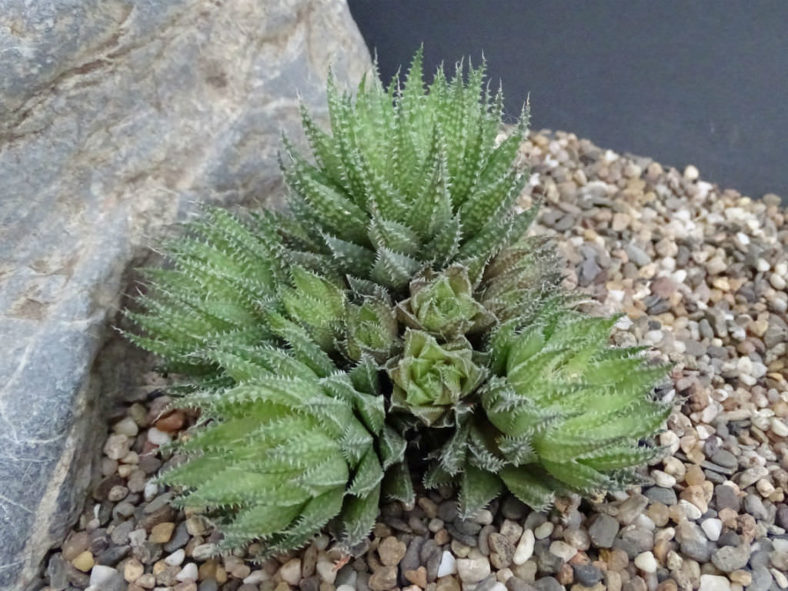 Haworthia herbacea