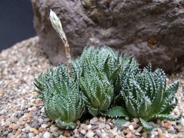 Haworthia herbacea