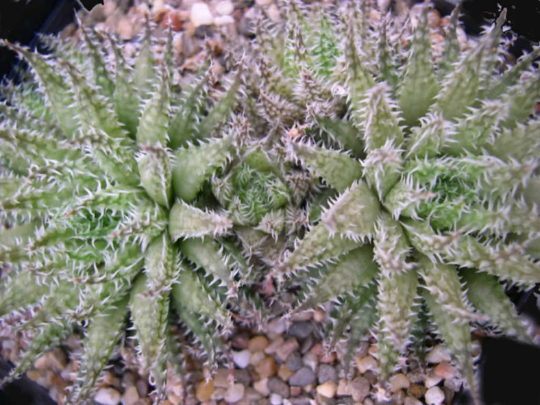 Haworthia herbacea