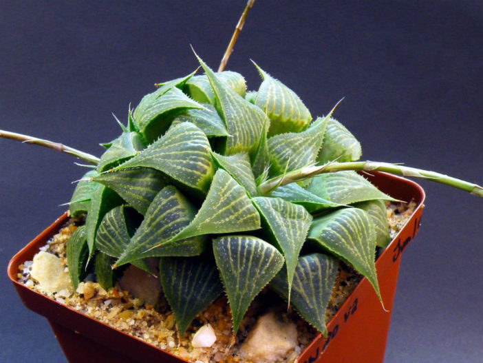 Haworthia magnifica var. acuminata