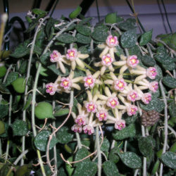 Hoya curtisii (Fung Wax Flower)