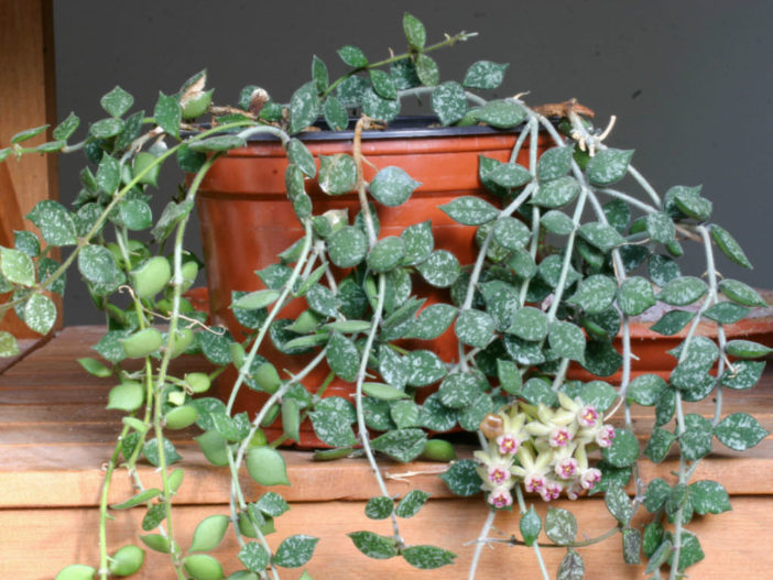 Hoya curtisii (Fung Wax Flower)
