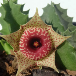 Huernia humilis