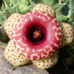 Huernia humilis
