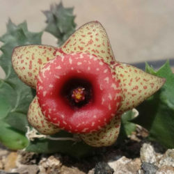 Huernia humilis