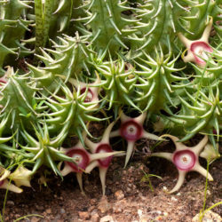 Huernia verekeri