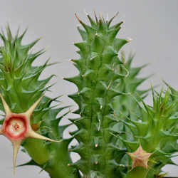 Huernia verekeri