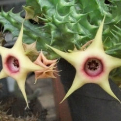 Huernia verekeri