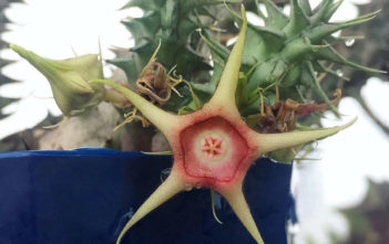 Huernia verekeri Huernia verekeri