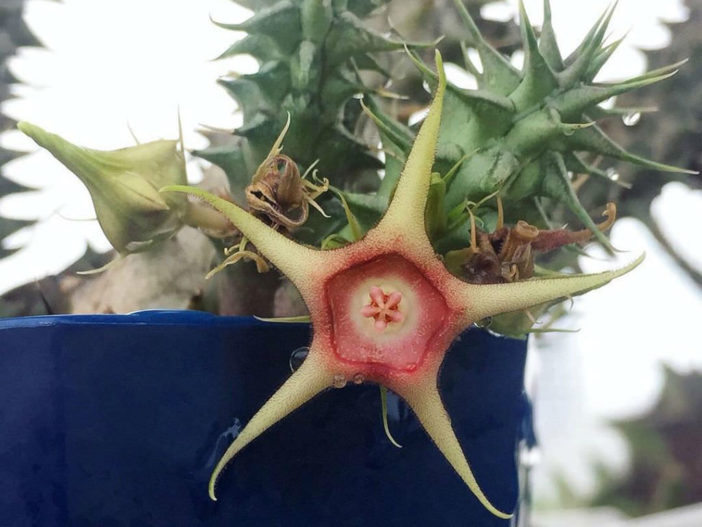 Huernia verekeri