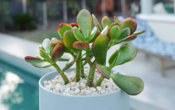 4 Common Reasons Your Jade Plant is Wilting Jade Plant
