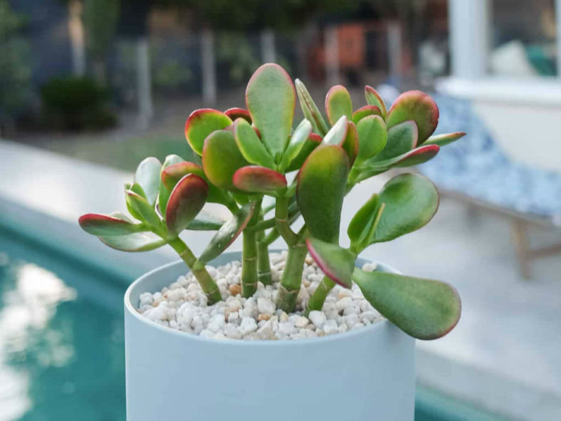 Jade Plant Wilting