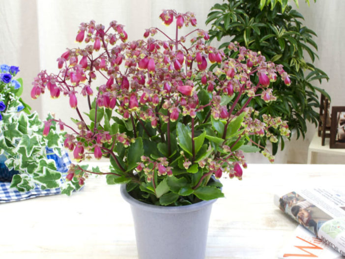 Kalanchoe 'Wendy'