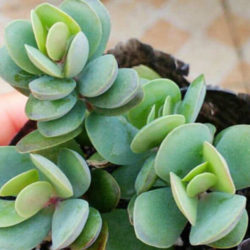 Kalanchoe rotundifolia (Common Kalanchoe) - World of Succulents