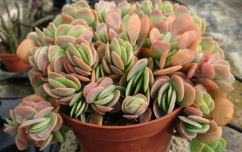 Kalanchoe World Of Succulents Kalanchoe Rotundifolia Common
