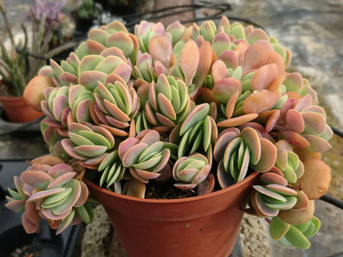 Kalanchoe rotundifolia (Common Kalanchoe)