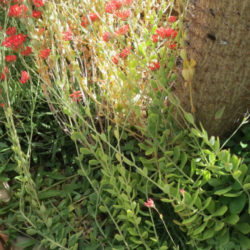 Kalanchoe rotundifolia (Common Kalanchoe)