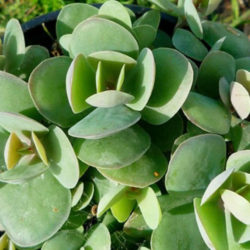 Kalanchoe rotundifolia (Common Kalanchoe)