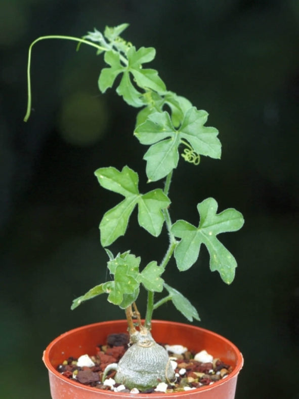 Kedrostis africana (Baboon's Cucumber)