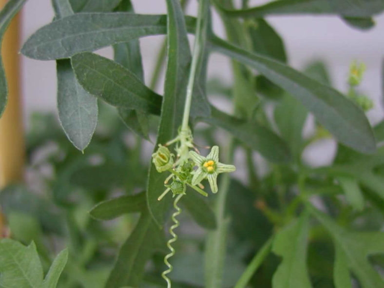 Kedrostis africana (Baboon's Cucumber)