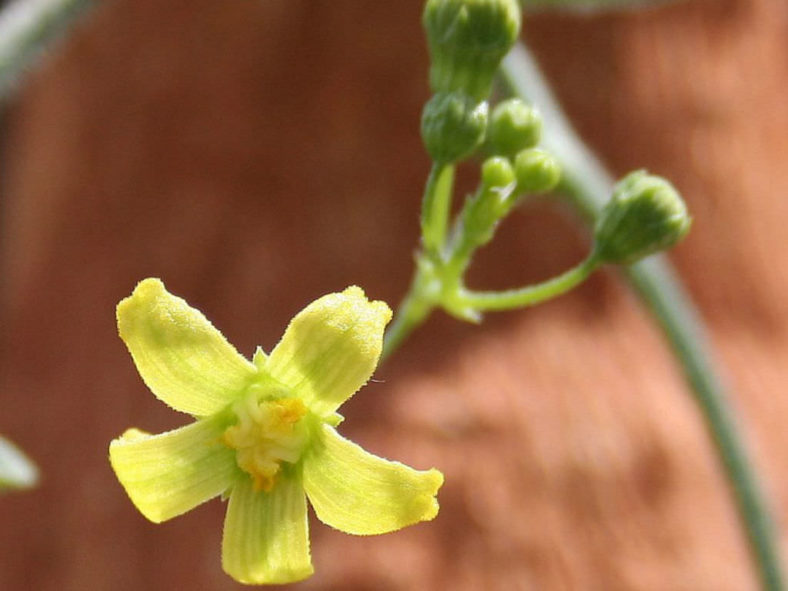 Kedrostis africana (Baboon's Cucumber)