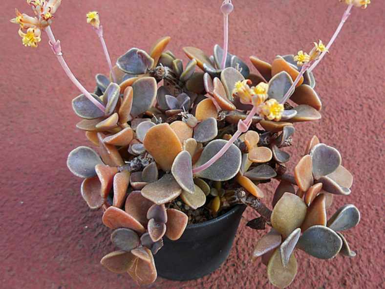 Lenophyllum obtusum