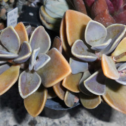 Lenophyllum obtusum