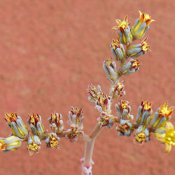 Lenophyllum obtusum