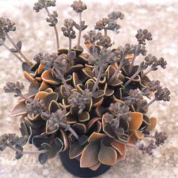 Lenophyllum obtusum