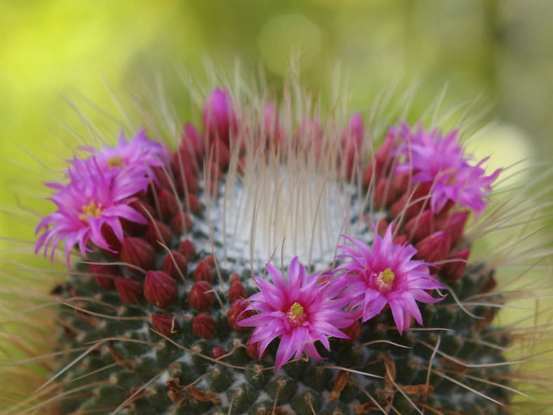 Mammillaria geminispina (Twin-spined Cactus)