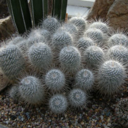 Mammillaria geminispina (Twin-spined Cactus)