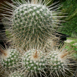 Mammillaria geminispina (Twin-spined Cactus)