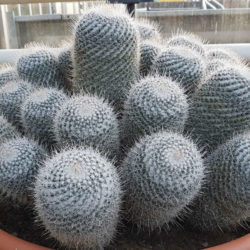 Mammillaria geminispina (Twin-spined Cactus)