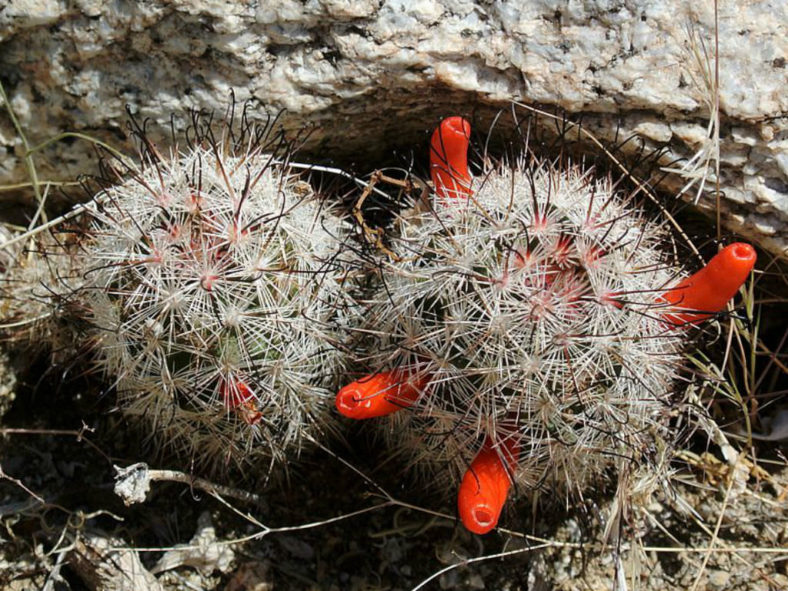Mammillaria tetrancistra (Common Fishhook Cactus)