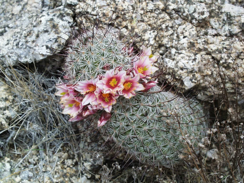 Mammillaria tetrancistra (Common Fishhook Cactus)