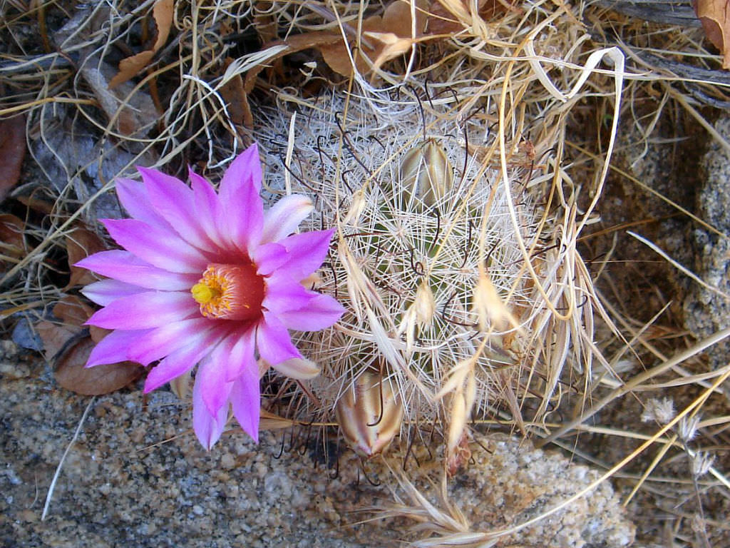 Mammillaria tetrancistra (Common Fishhook Cactus) - World of Succulents