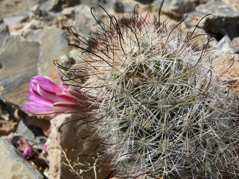 Mammillaria tetrancistra (Common Fishhook Cactus)